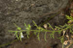 Narrowleaf paleseed